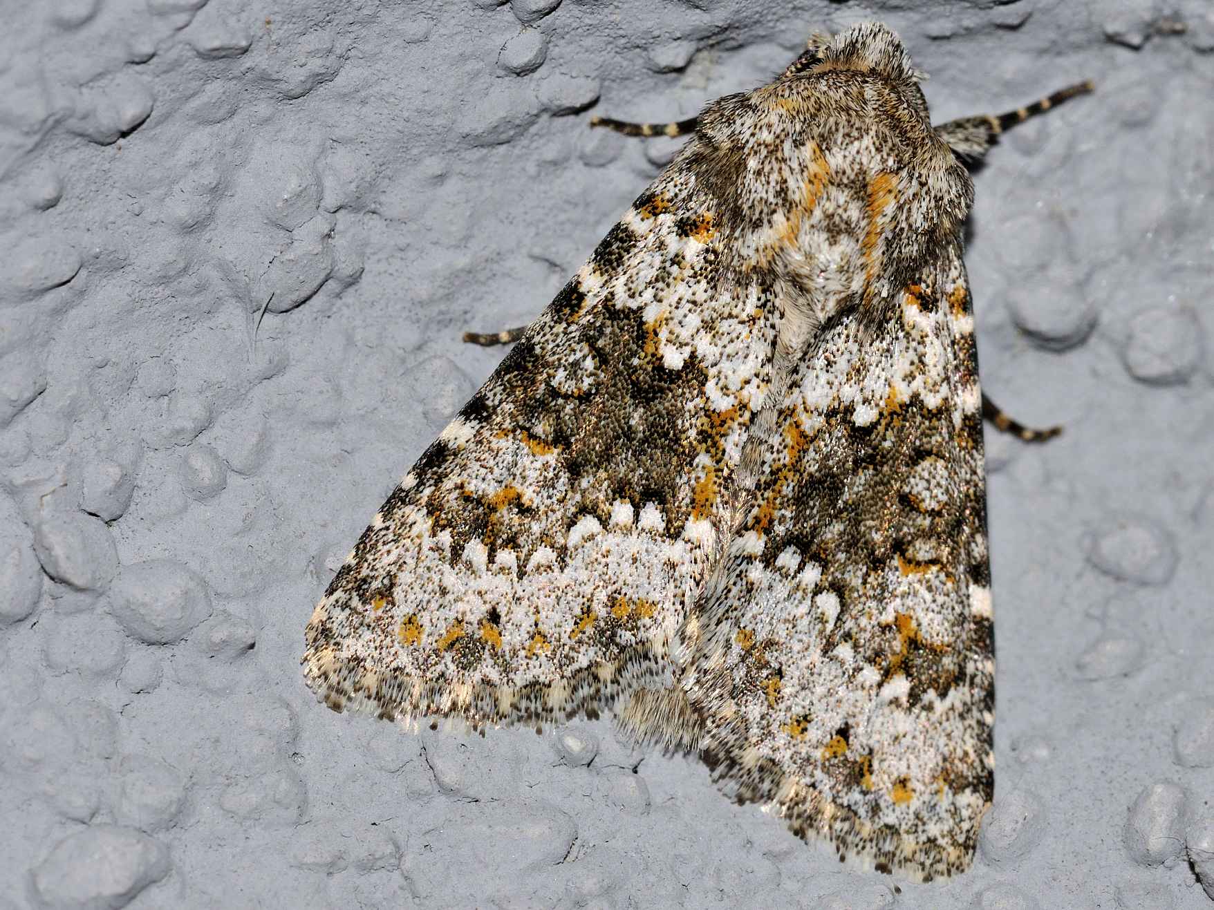 Noctuidae - Hecatera sp. ???